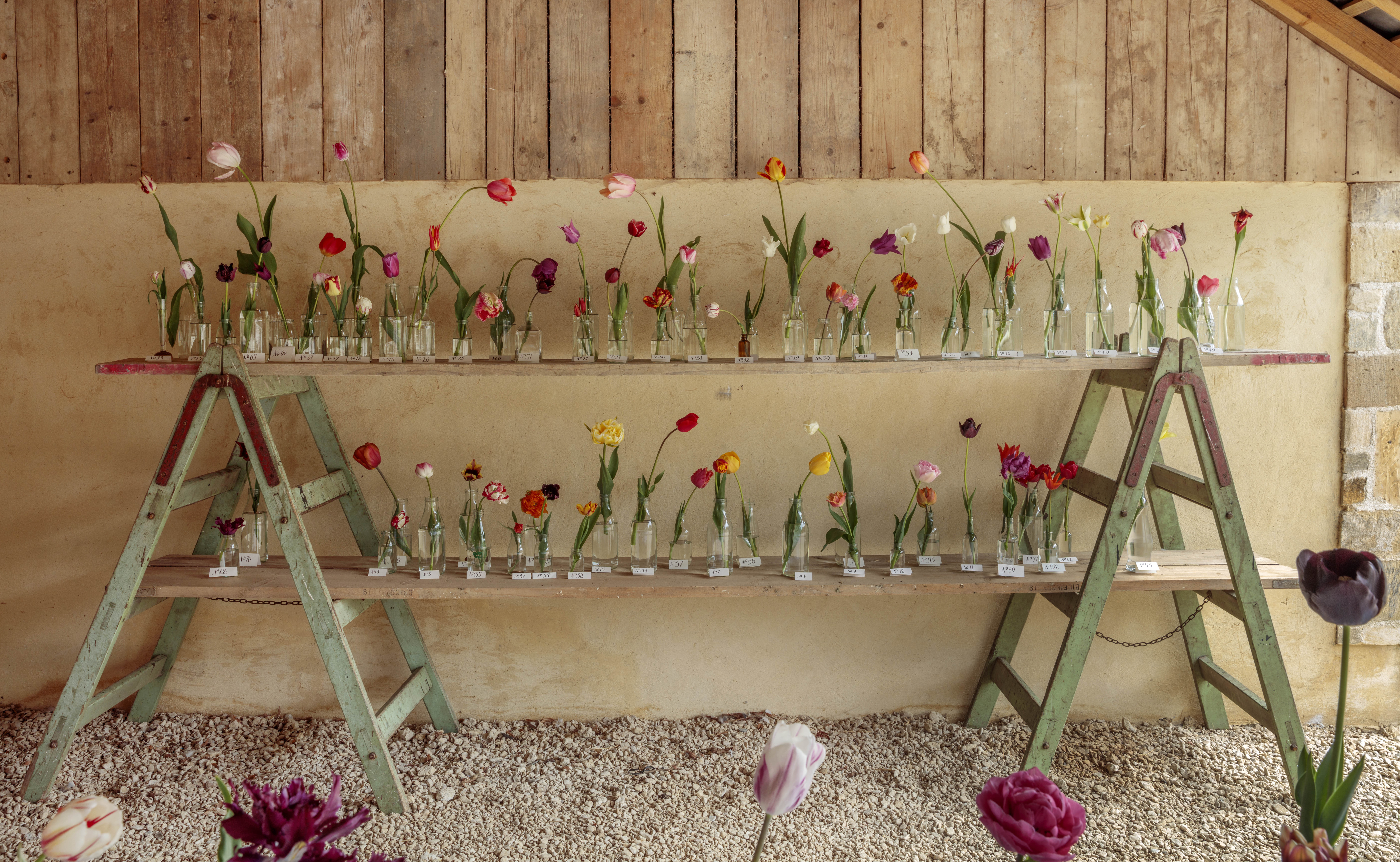 Tulip flowers in bottles