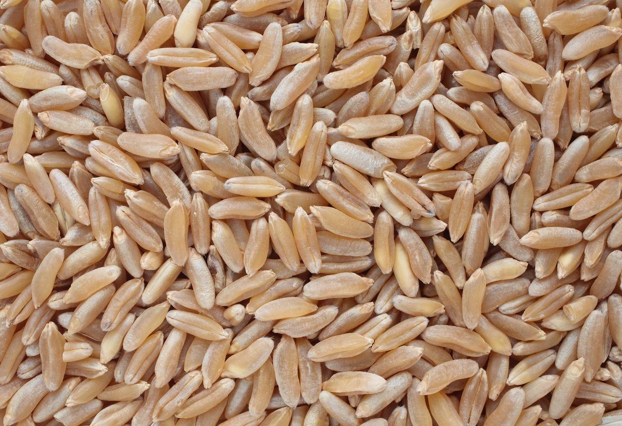 Khorasan wheat