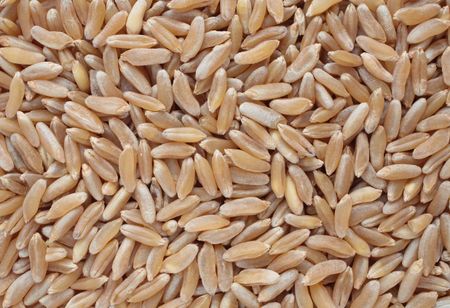 Khorasan wheat