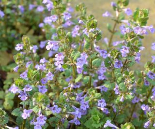 Ground ivy with small green leaves and purple trumpet-shaped flowers coming off the main stem