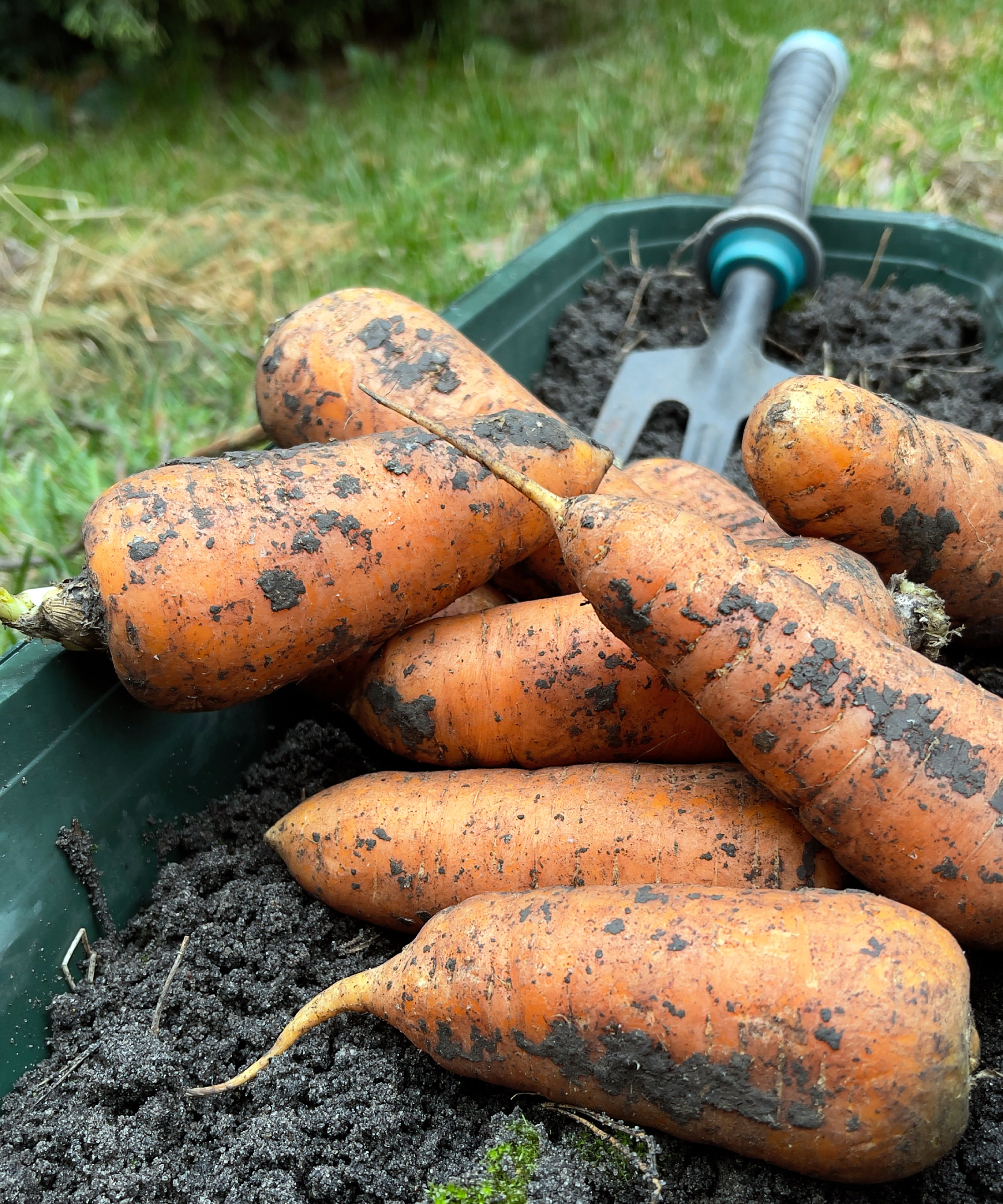 Chantenay carrots freshly harvested in the garden