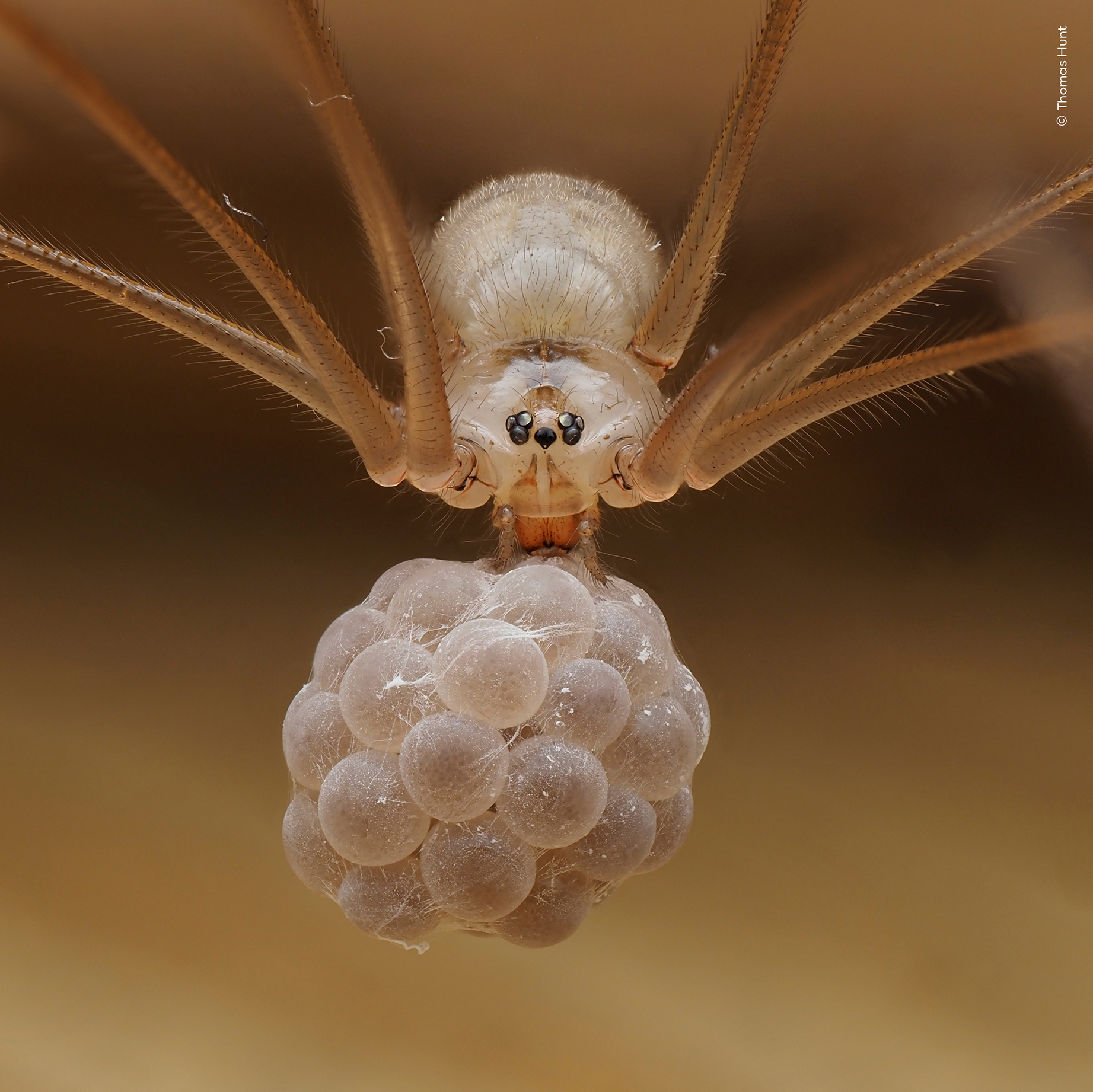 A close-up of a spider holding an egg sack, featuring fine hairs and detailed eyes against a soft, blurred background