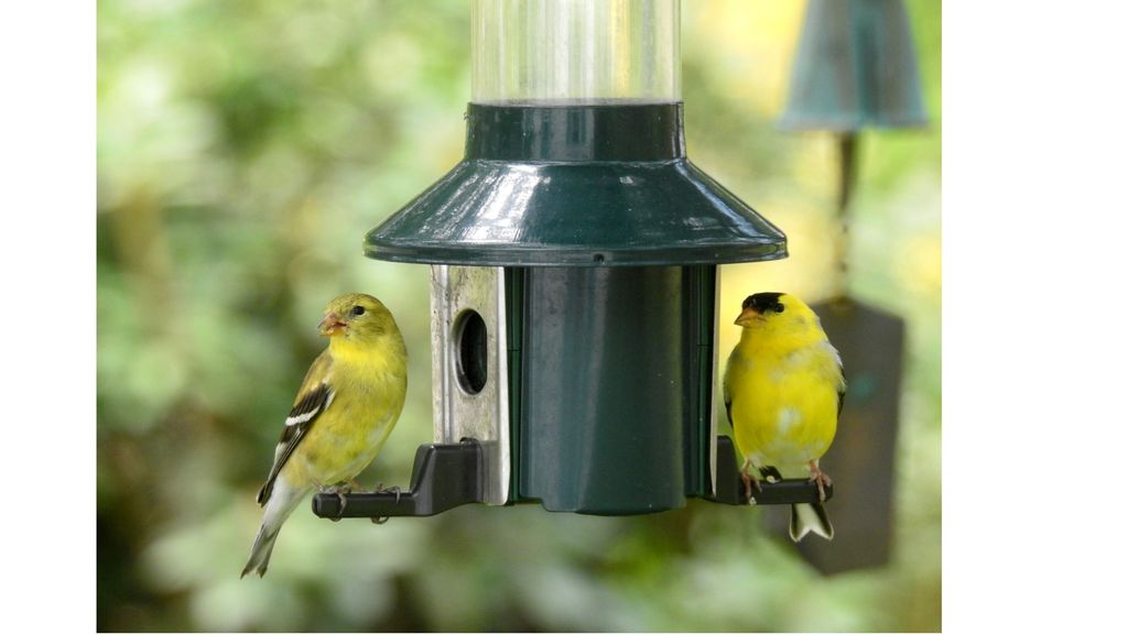 Best Squirrel Proof Bird Feeders: Keep Your Birds' Food Safe | PetsRadar