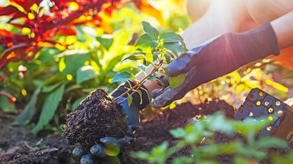 Planting young hydrangea in the fall