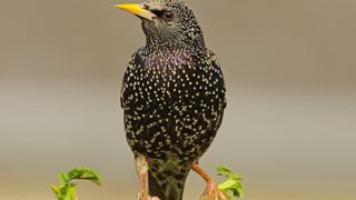 European Starling