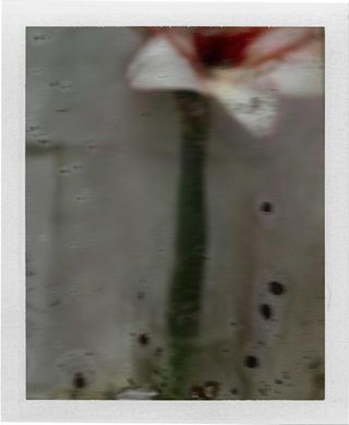 Photograph of flower: L’Amaryllis, 2012