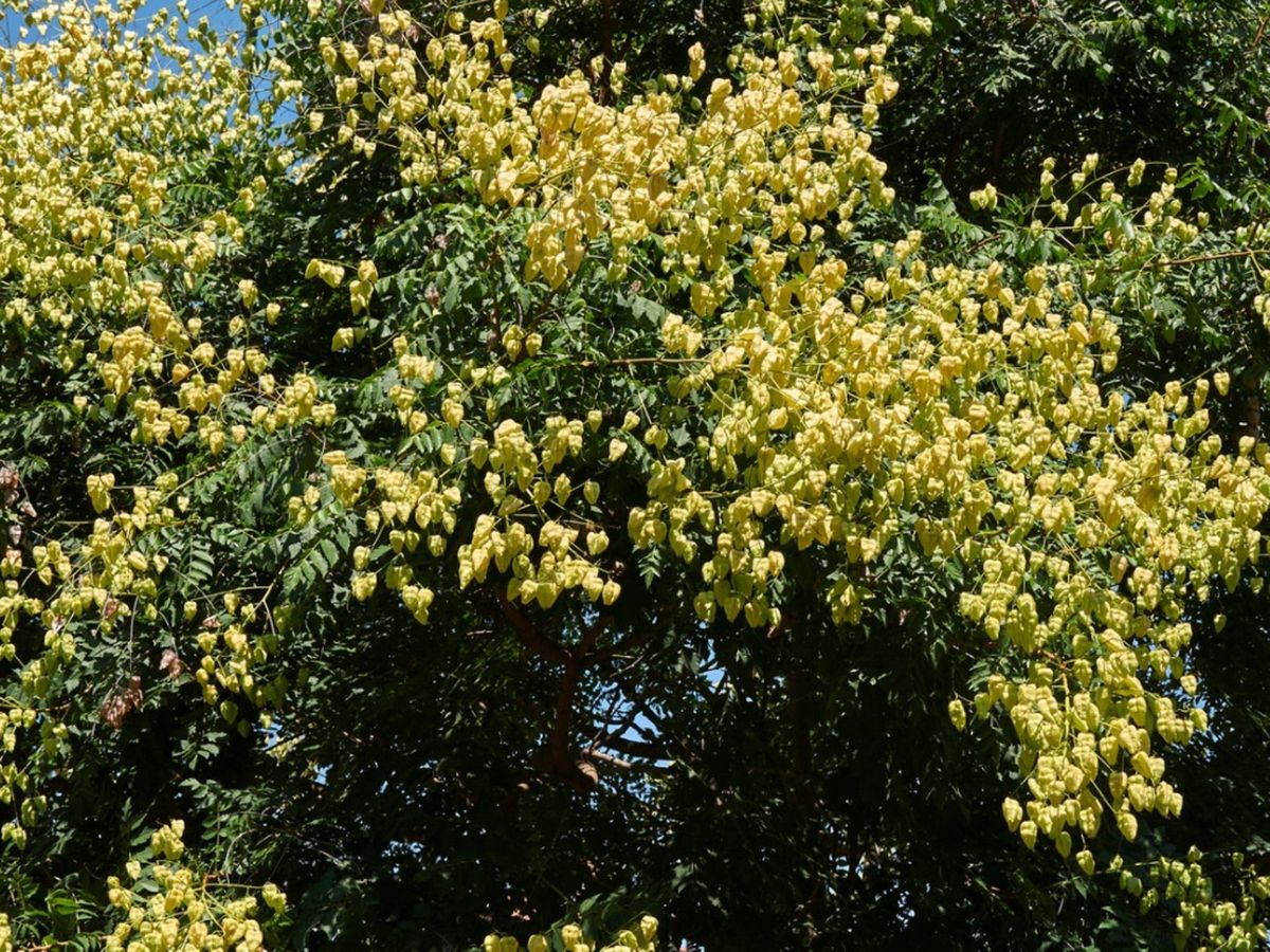 What Is A Golden Raintree - Guide To Growing Golden Raintrees ...