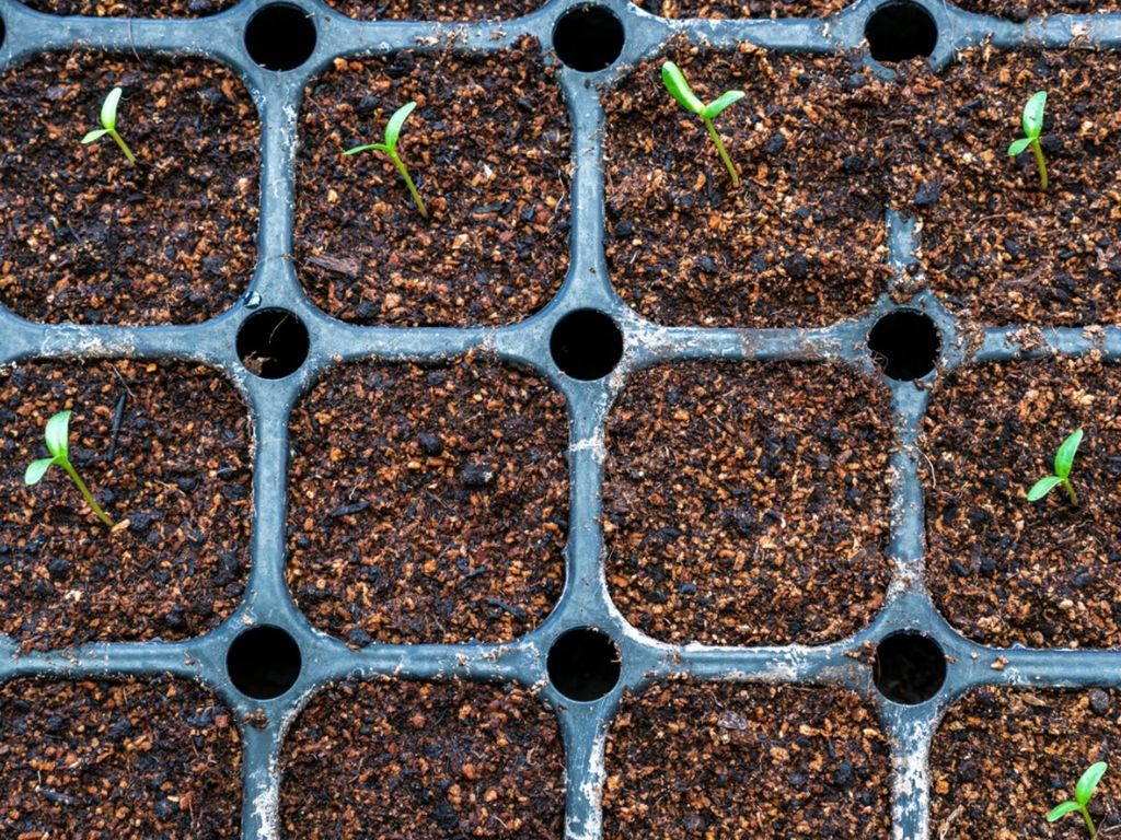 What Does A Heat Mat Do Using A Heat Mat For Seedlings Gardening