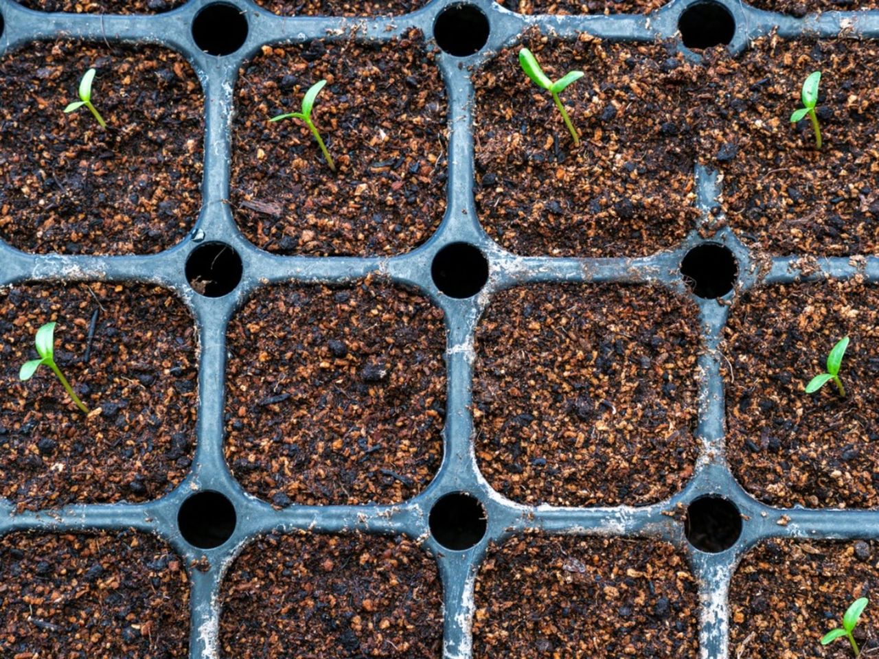 Seedlings Growing In A Heat Mat