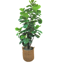 Faux 5.6' Fiddle Leaf Fig Tree for $159.96, at Sam's Club