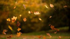 Falling orange leaves against a blurred green outdoor background