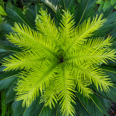 The Leaves of Sago Palm begin to Bloom after Rain
