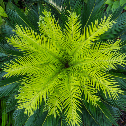 The Leaves of Sago Palm begin to Bloom after Rain