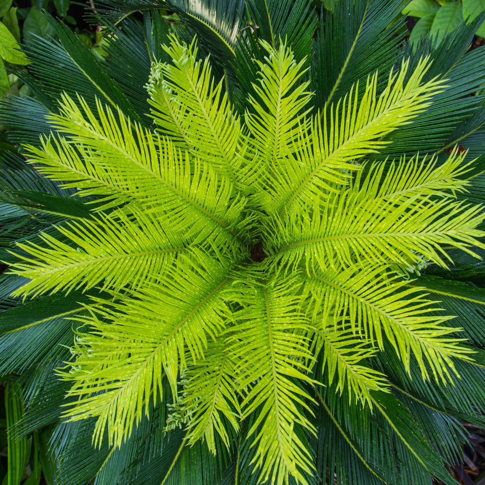 The Leaves of Sago Palm begin to Bloom after Rain
