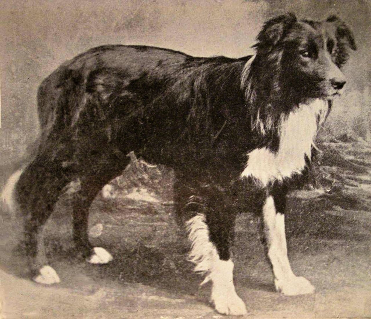 Black-and-white photograph of Old Hemp, an early border collie, standing in profile, showing the breed&rsquo;s classic working-dog build.