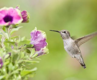 hummingbird and a pink petunia