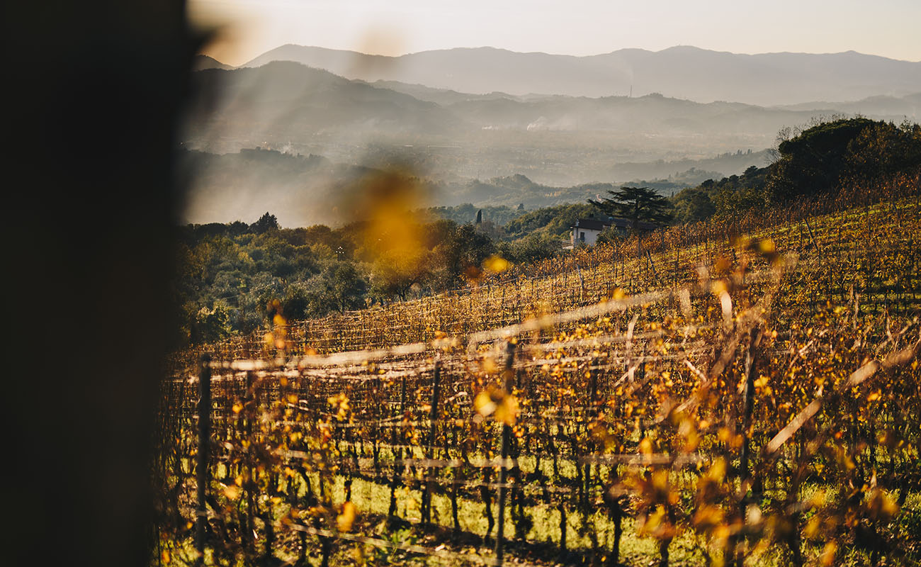 Terenzuola vineyard