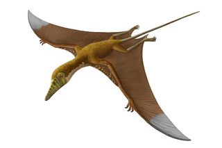 This pterosaur lived about 155 million years ago near a lake in what is now southern Kazakhstan.
