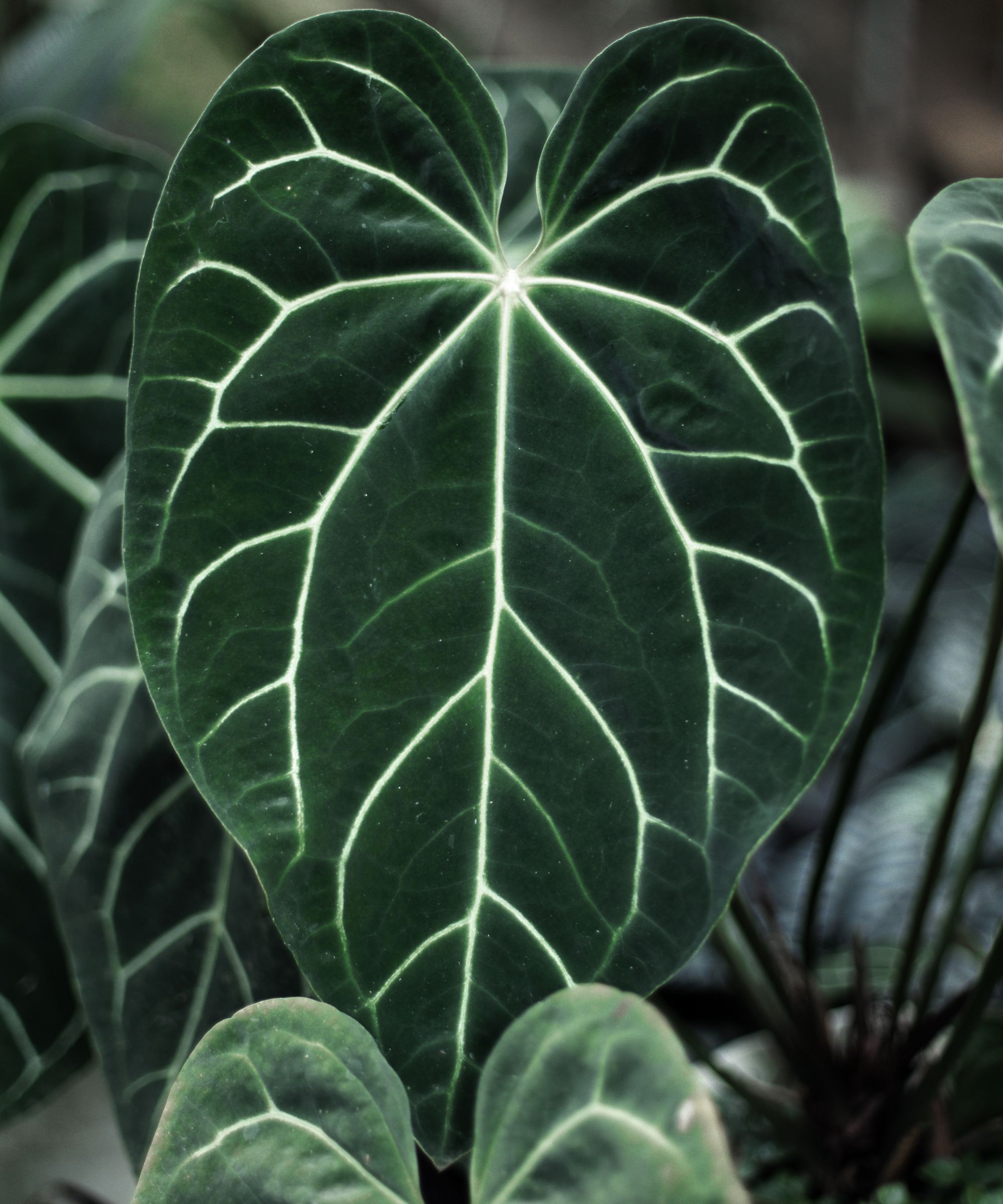Anthurium Crystallinum