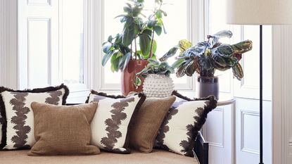 couch in bright living room with houseplants