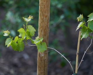 young grape vine in spring