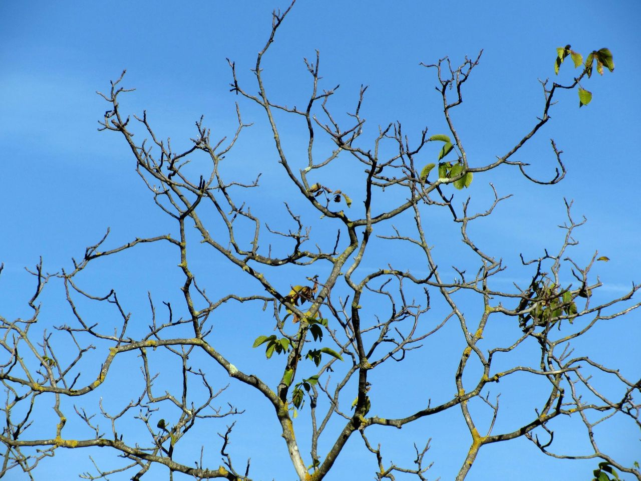 Shrub Without Leaves