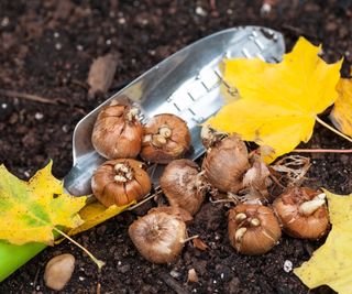 Planting crocus bulbs in fall