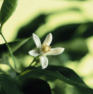 close-up of bergamot flower