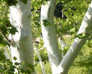 white bark of an American sycamore tree, also known as platanus occidentalis