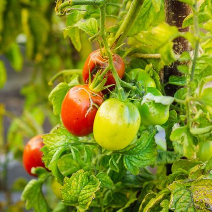 Tomatoes affected by late blight