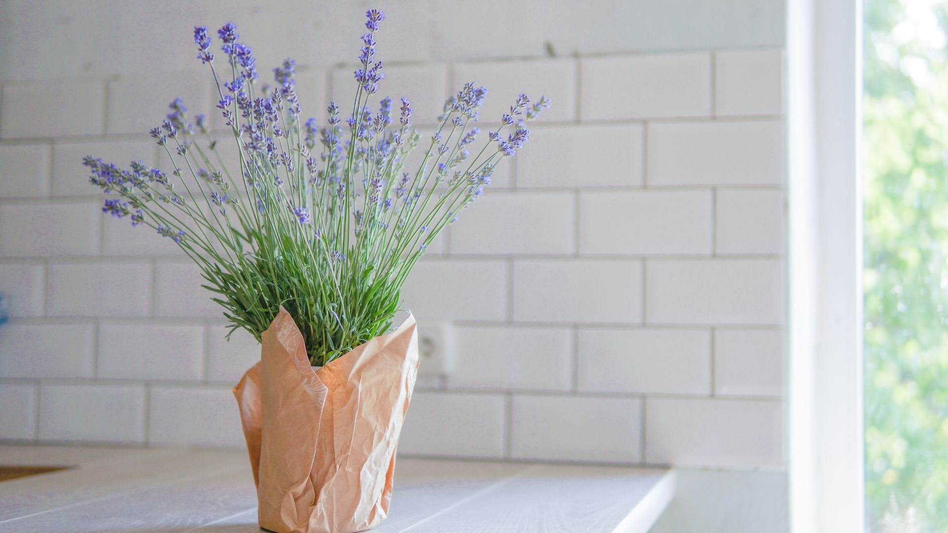 picture of lavendener plant on countertop