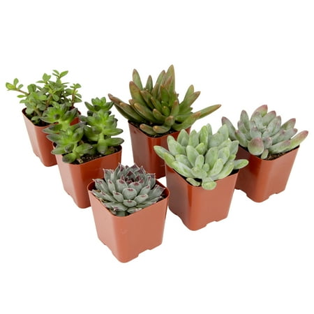 Element by Altman Plants Multicolor Succulent, Live Indoor House Plants With Grower Pots, 2 Inch, Pack of 6