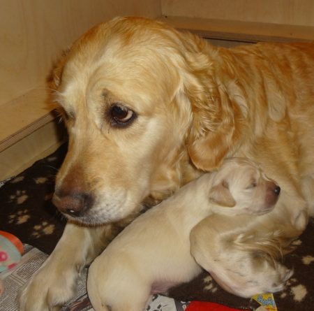 Dilly and her puppy Wiggles