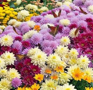 Dichmag Mixed Color Chrysanthemum Seeds for Planting - Heirloom Rare Ground Cover Landscape Flowers