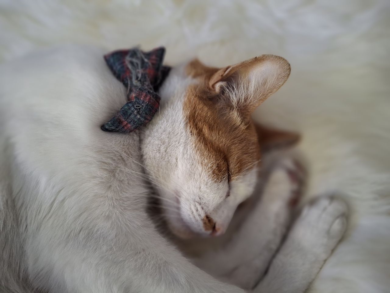 portrait of a sleeping cat shot by a Galaxy A35