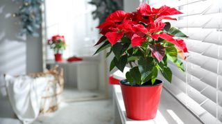 A poinsettia on a windowsill with another in the background on another windowsill