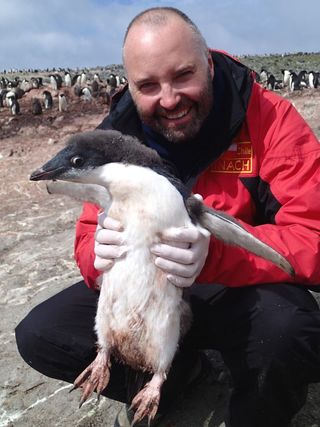 adelie penguin in antarctica