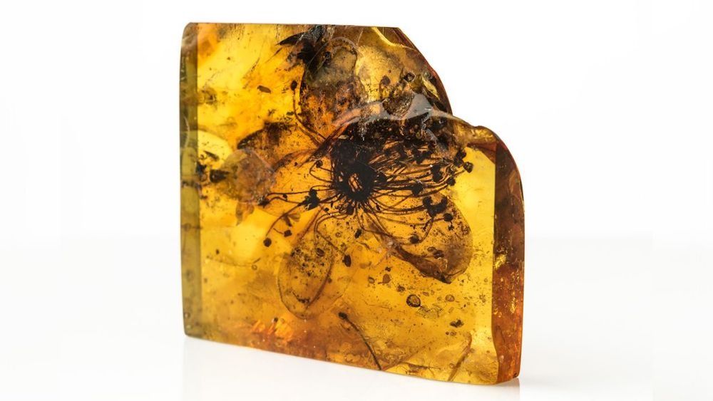 A close-up image of a fossilized flower encased in amber. 