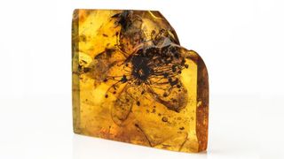 A close-up image of a fossilized flower encased in amber. 