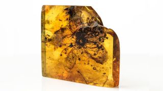 A close-up image of a fossilized flower encased in amber.