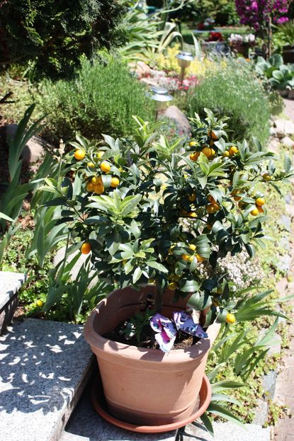 Potted Fruit Plant In A Garden