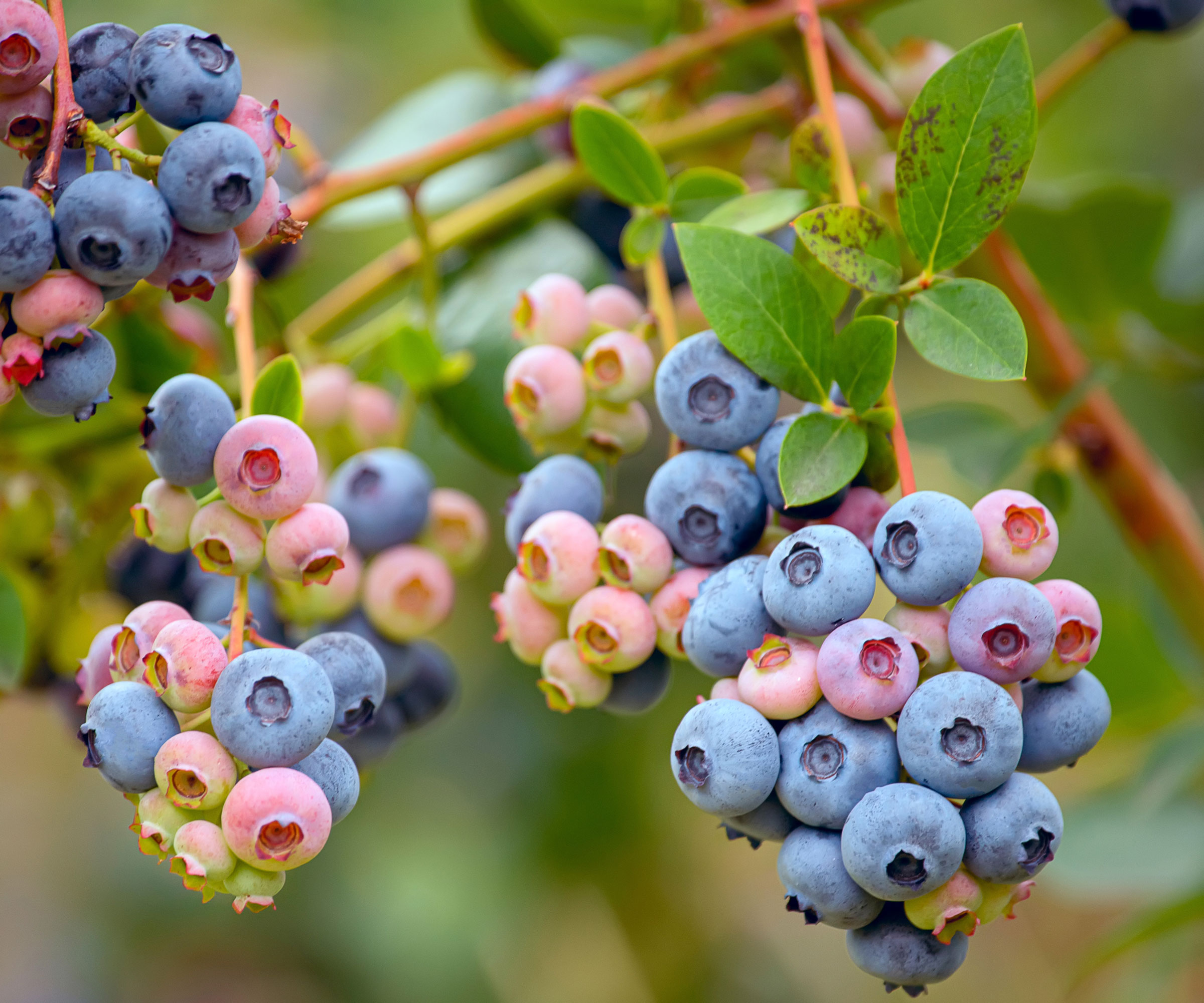 blueberry plants with blue and pink fruits