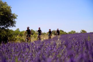 Cyclists bike through Provence's lavender fields