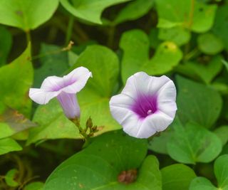 Two small purple flowers with green leaves behind