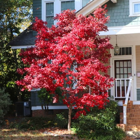 Brighter Blooms - Bloodgood Japanese Maple Tree, 2-3 Ft. - No Shipping to Ak, Az, Hi