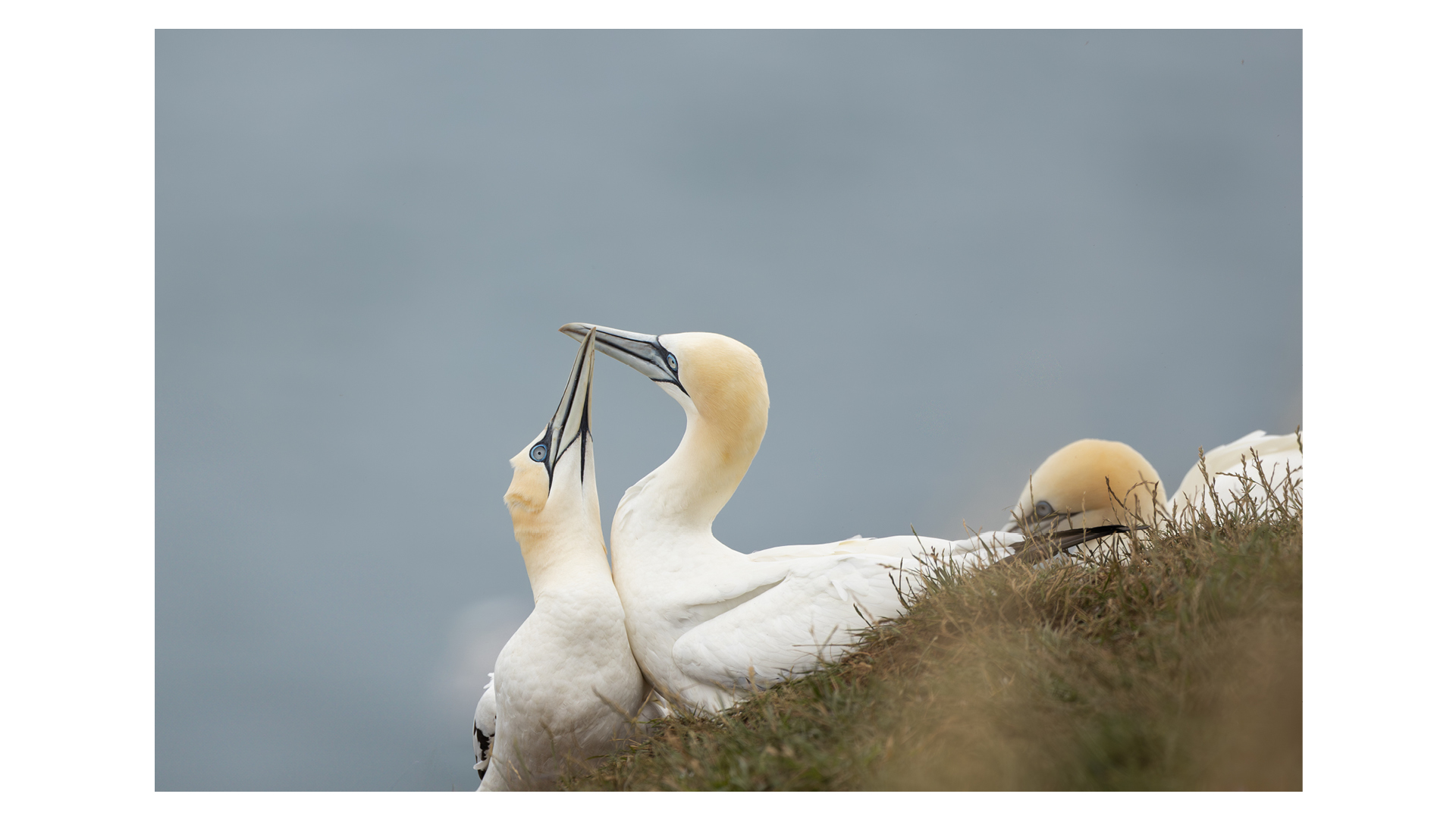 Photograph of a pair of gannets enjoying a tender moment at the RSPB Bempton Cliffs nature reserve in July 2025