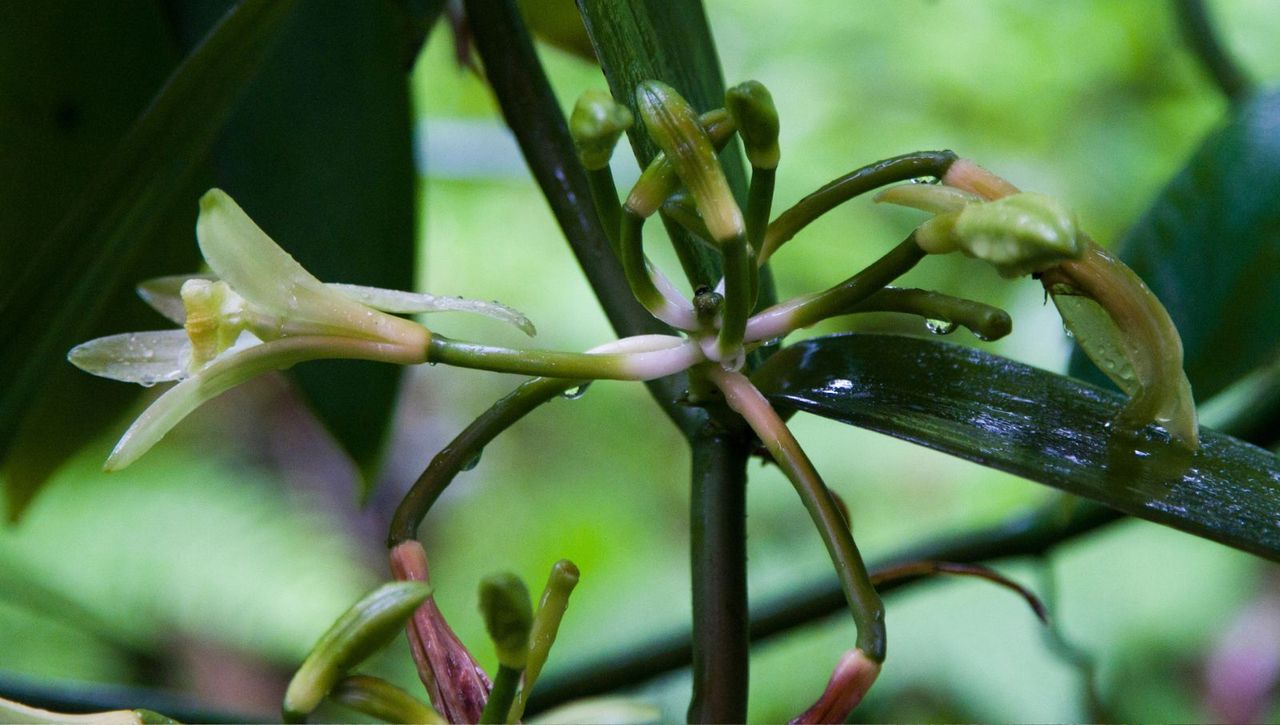 Vanilla bean orchid