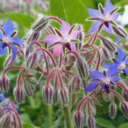 borage plant flowering in herbal meadow