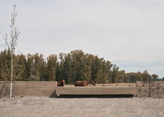 Horse in corral at Black Fox Ranch, CLB Architects