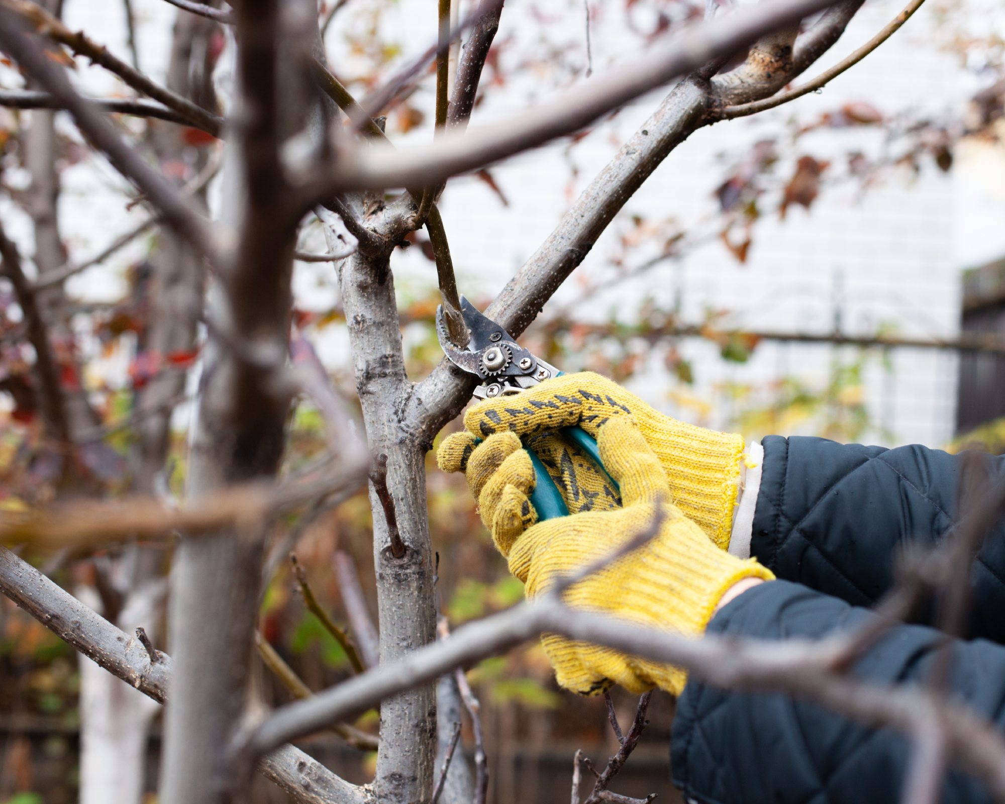 Pruning trees in garden pruner with gardening gloves